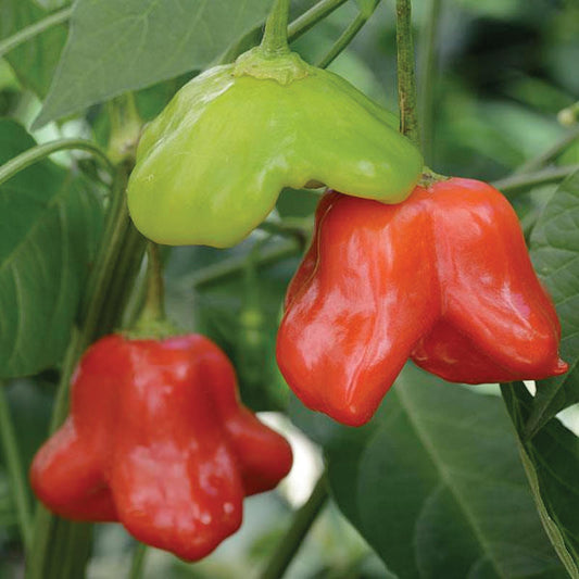 Mad Hatter F1 Hybrid Pepper Seeds