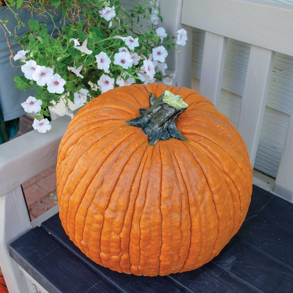 Salem F1 Hybrid Pumpkin Seeds