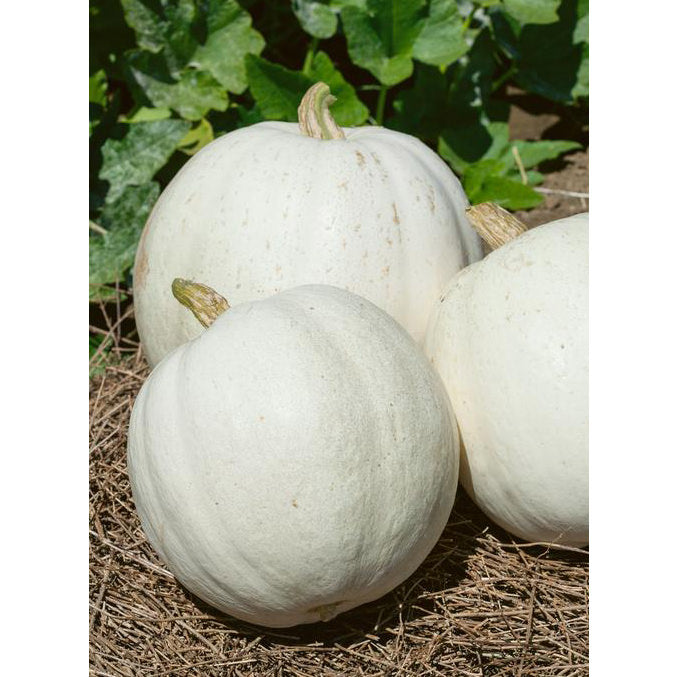 Casper Pumpkin Seeds – NE SEED