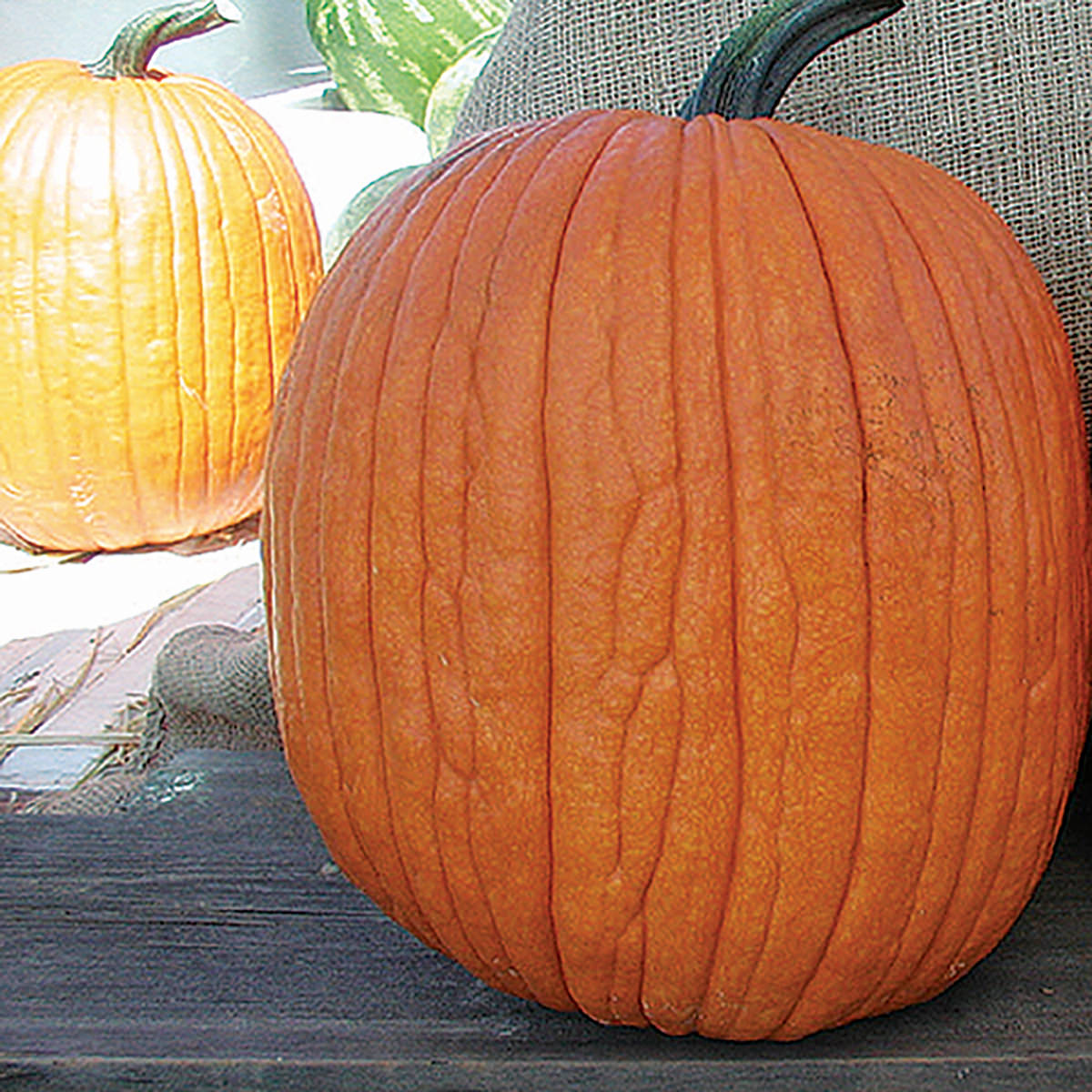 Mr. Wrinkles F1 Hybrid Pumpkin Seeds