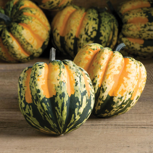 Carnival F1 Hybrid Acorn Winter Squash Seeds