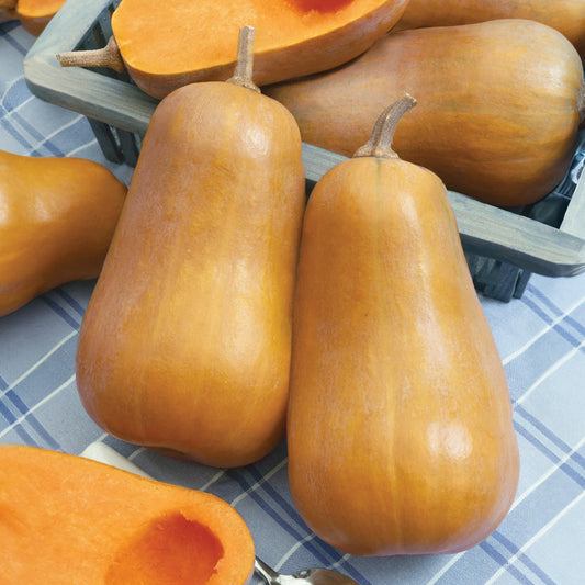 Honey Baby F1 Hybrid Butternut Winter Squash Seeds