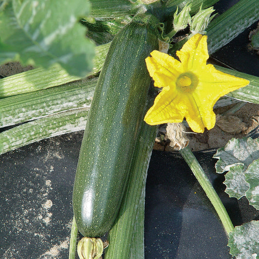 HZS-03-849 F1 Hybrid Summer Squash Seeds