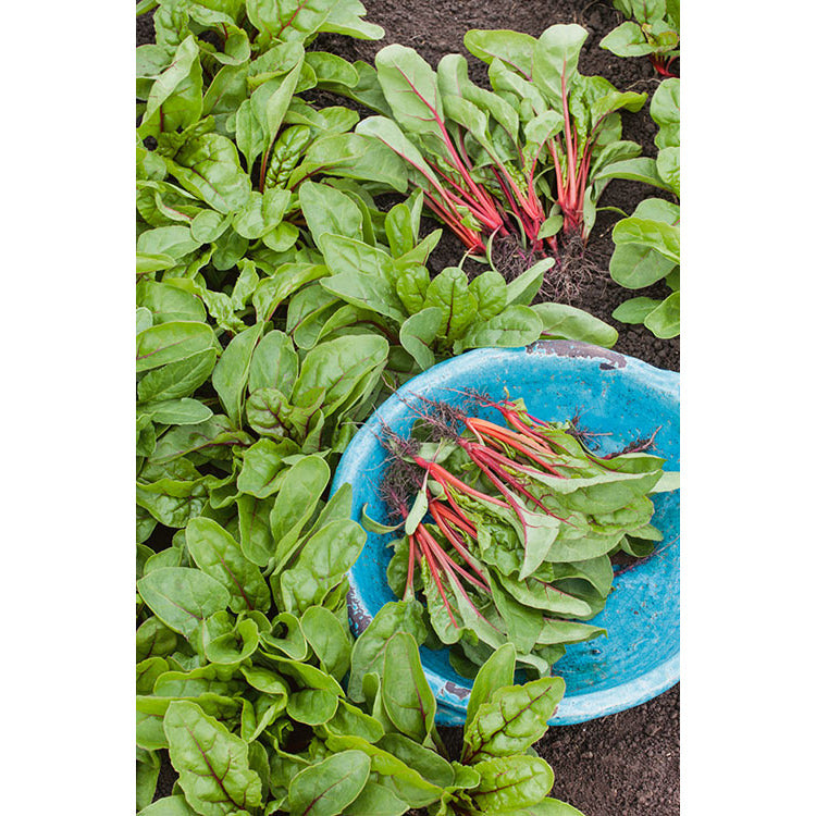 Rhubarb Swiss Chard Seeds