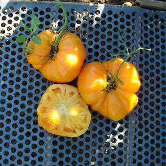 Dr. Wyche's Yellow Tomato Seeds