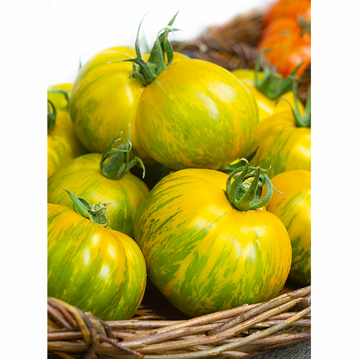 Giant Green Zebra Tomato Seeds