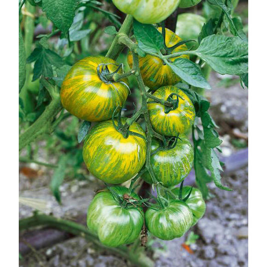 Green Zebra Tomato Seeds