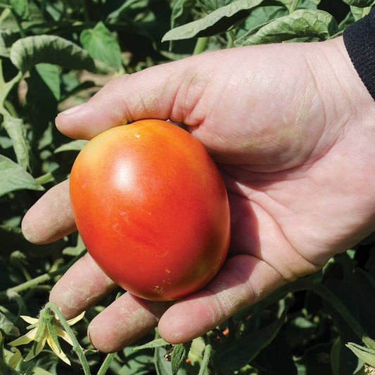 Marinara F1 Hybrid Tomato Seeds