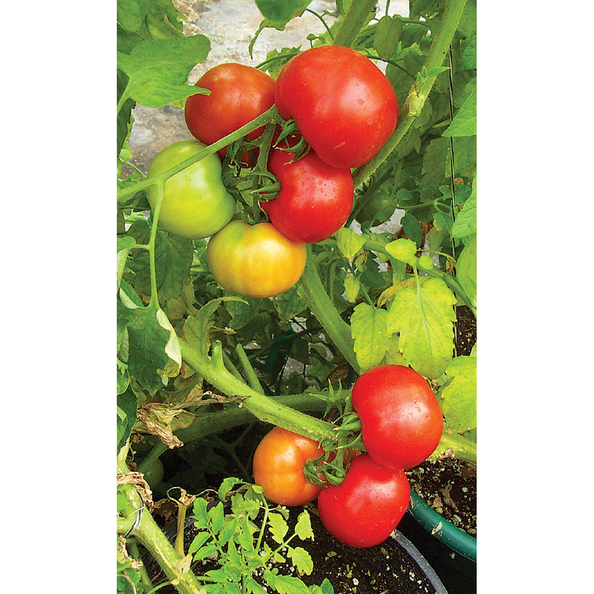 Red Hero F1 Hybrid Tomato Seeds – NE SEED