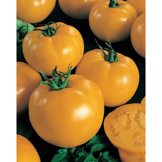 Sunny Boy F1 Hybrid Tomato Seeds