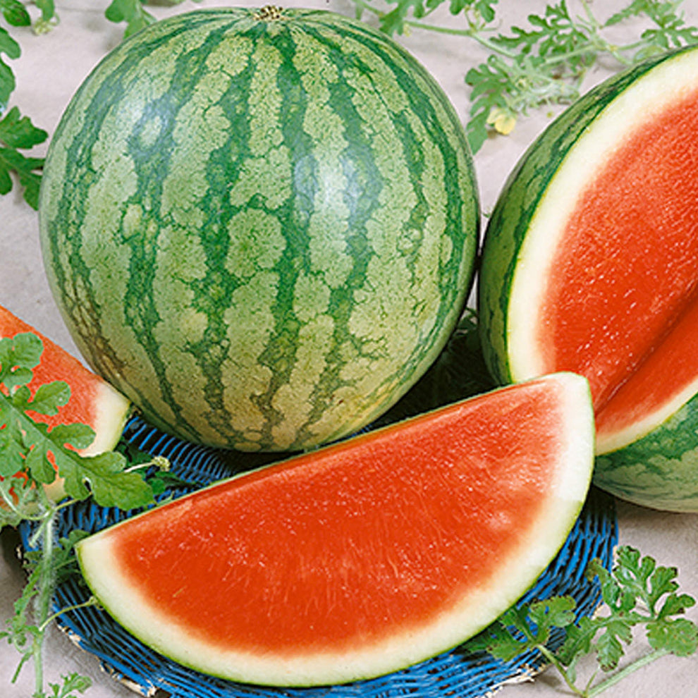 Triple Play F1 Hybrid Watermelon Seeds – NE SEED