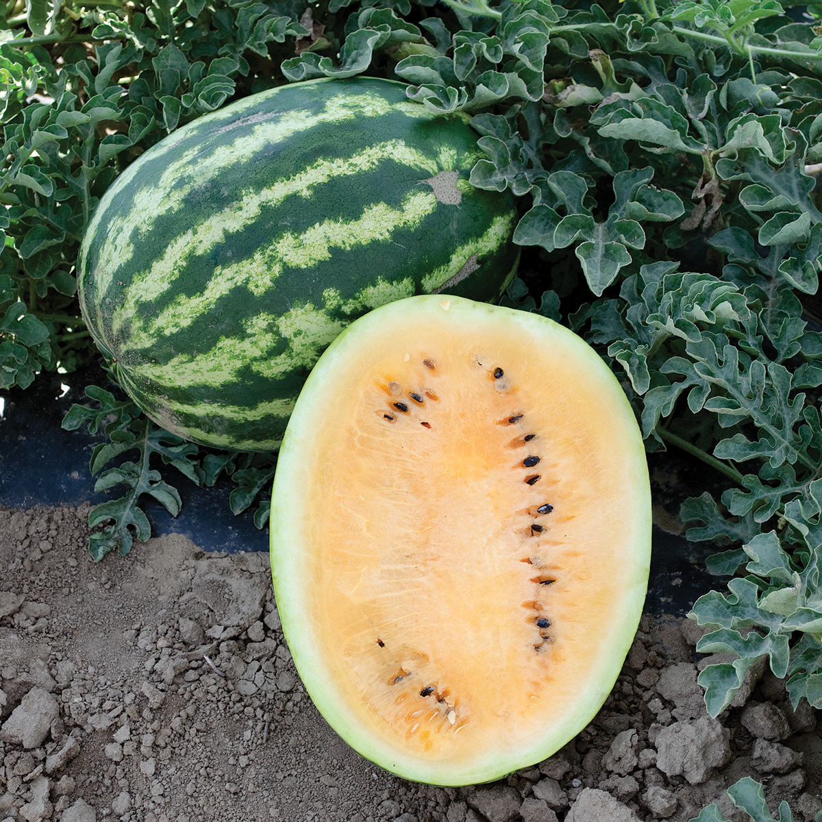 Orange Krush F1 Hybrid Watermelon Seeds – NE SEED