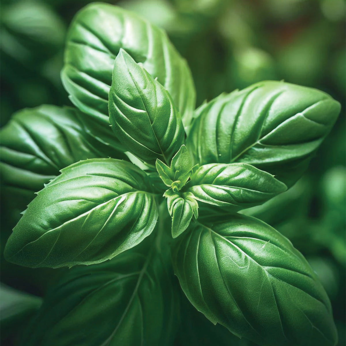 Large Leaf Italian Basil Seeds