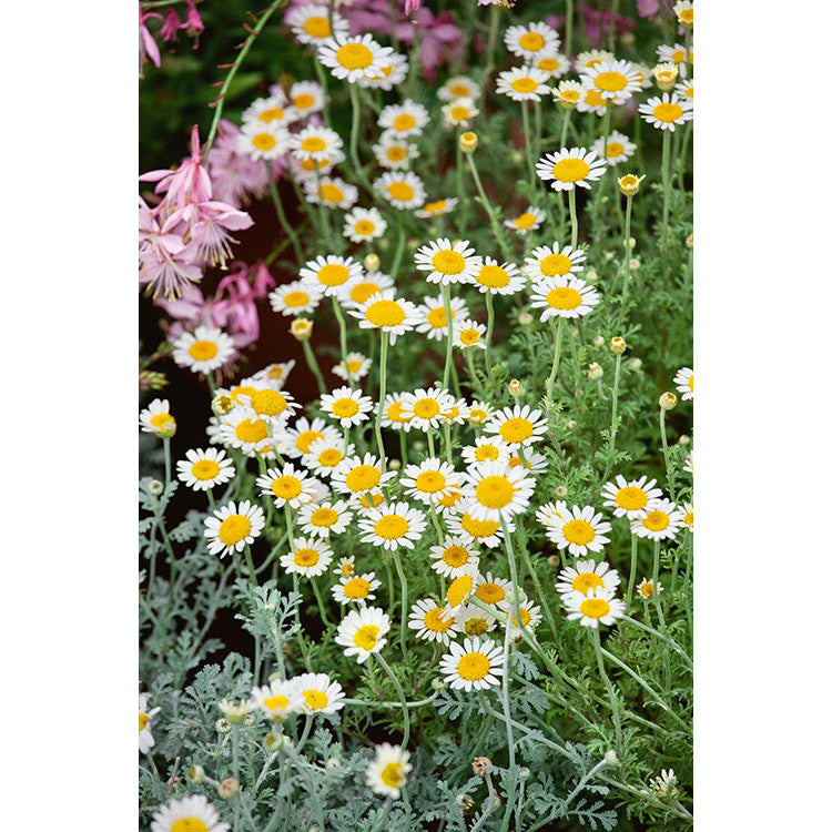 Chamomile German Seeds