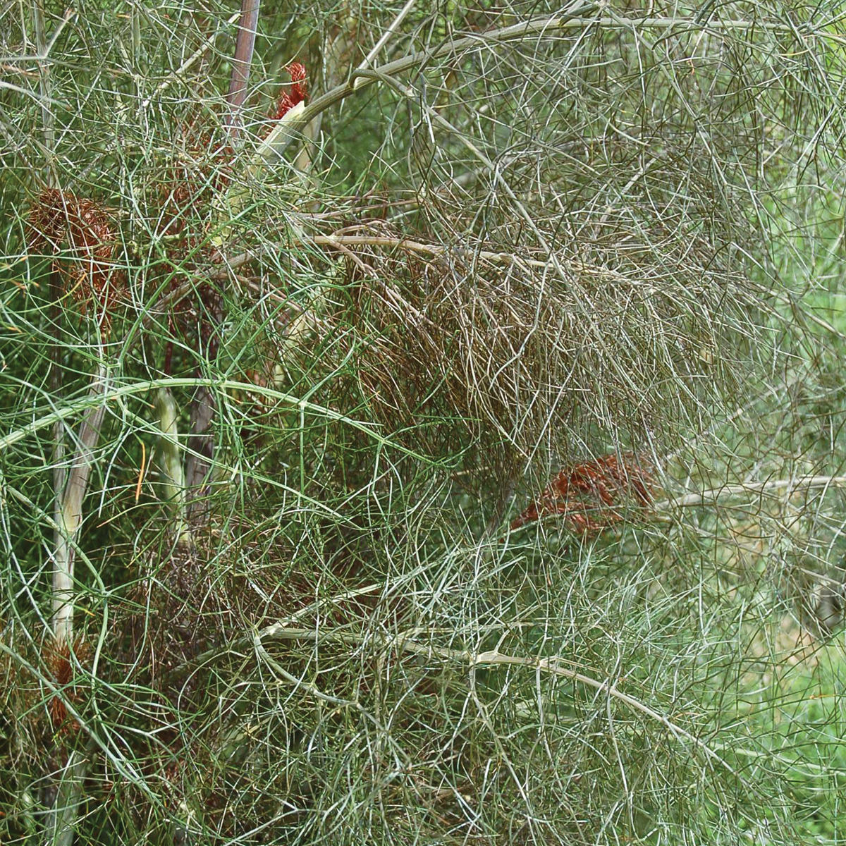 Bronze Fennel Seeds