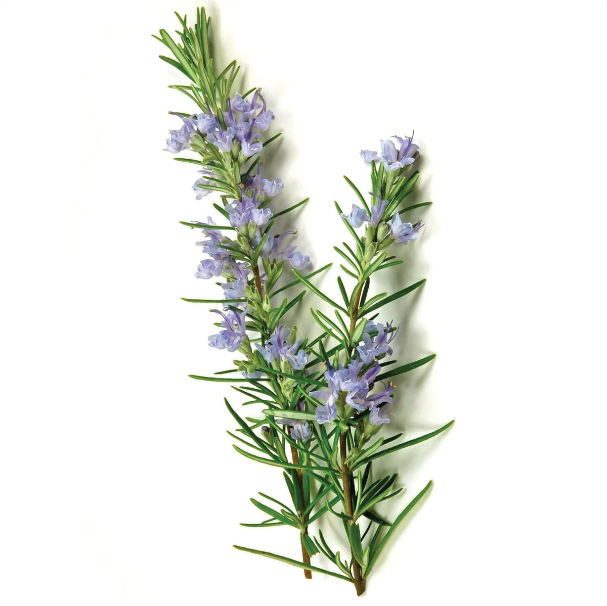 Rosemary Seeds