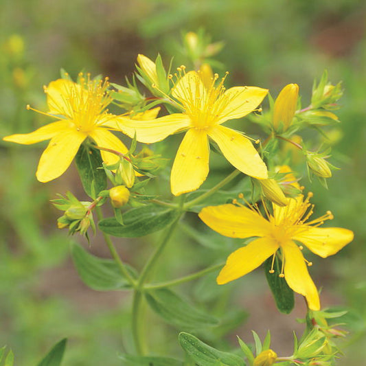 St. John’s Wort Seeds