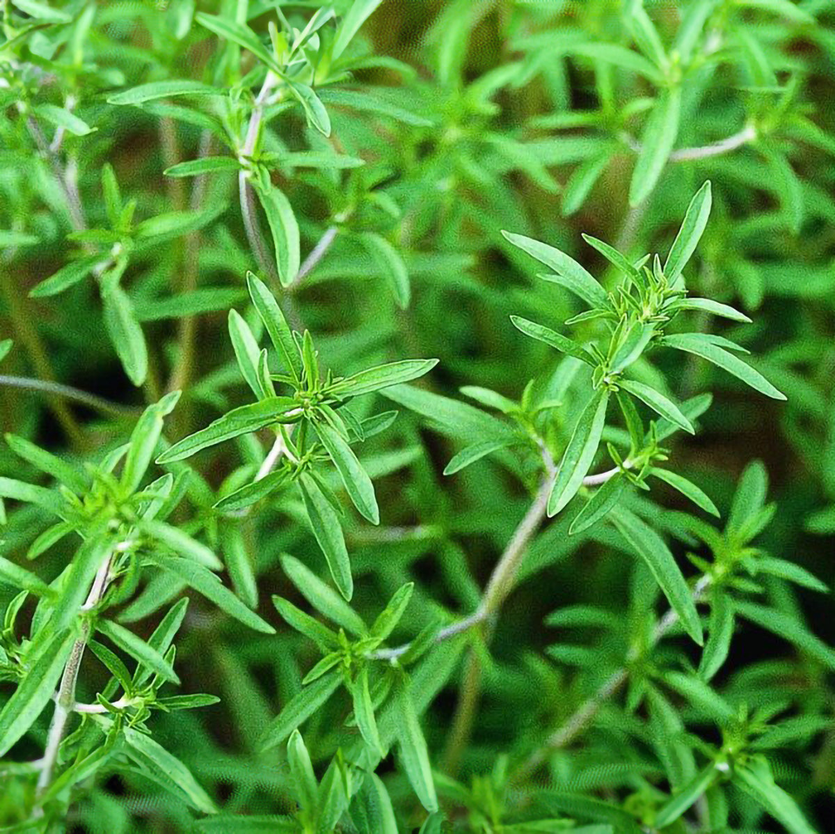 Summer Savory Seeds