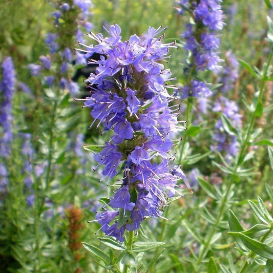 Hyssop Seeds