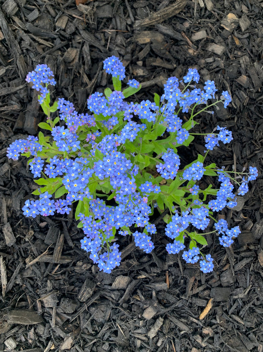 Forget-Me-Not Indigo Blue Seeds