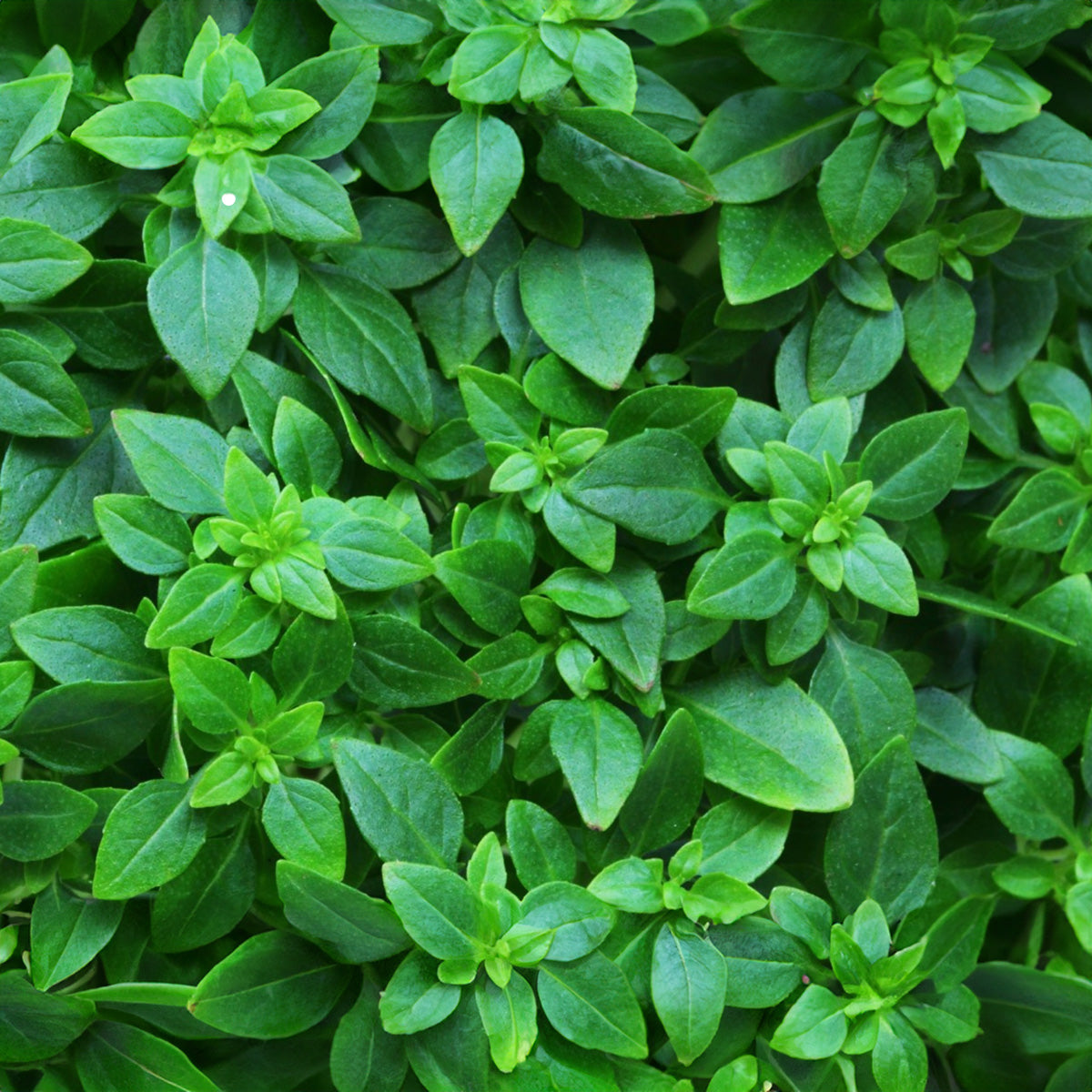 Fine Verde Basil Seeds