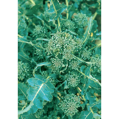 Riccio Di Sarno Italian Broccoli Raab Seeds