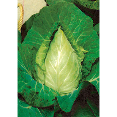 Cuor di Bue Grosso Italian Cabbage Seeds