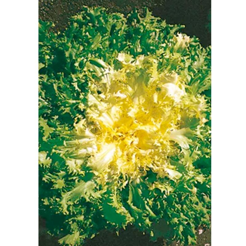 Indivia Riccia Capriccio Endive Seeds