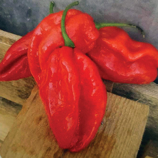 Scotch Bonnet Red Pepper Seeds