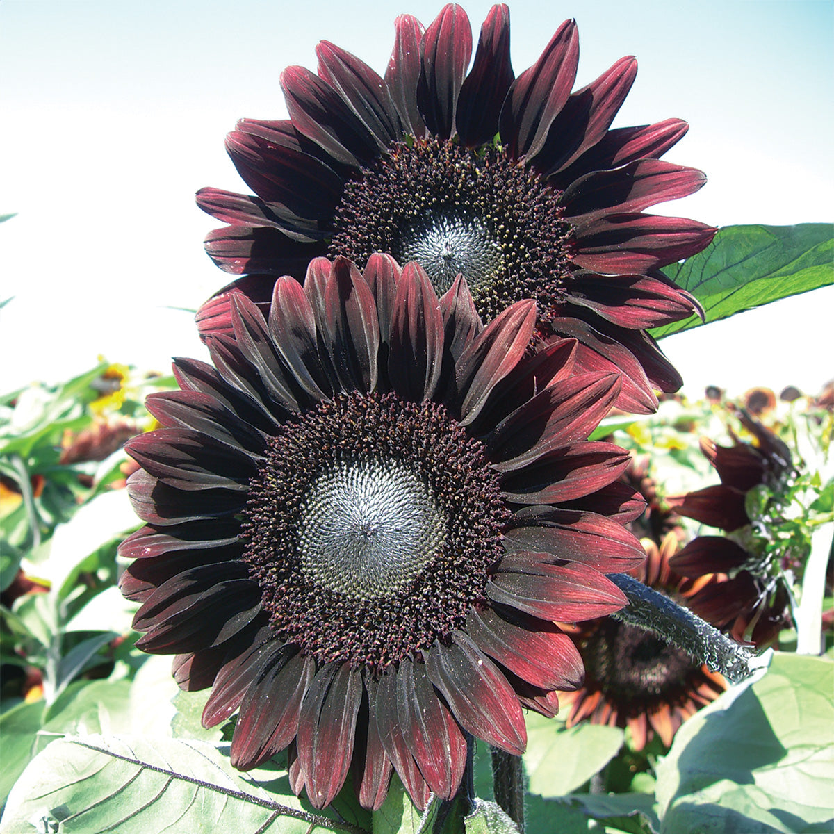 Red Pro-Cut Pollenless Sunflower Seeds