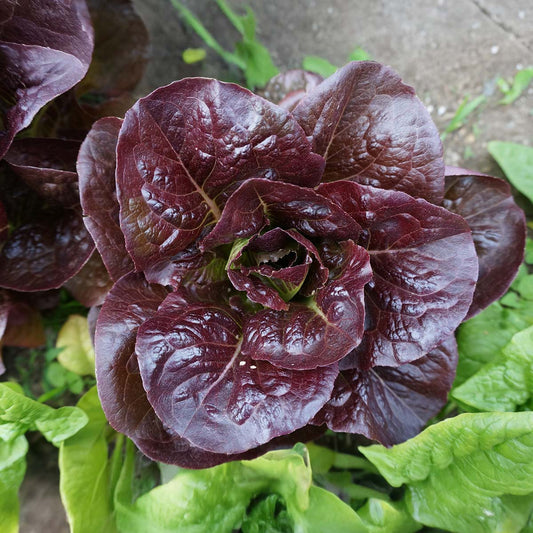 Rouge de Hiver Lettuce Seeds