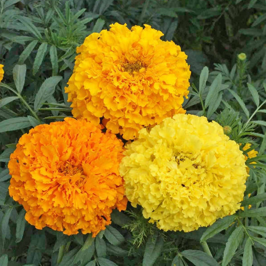 Crackerjack Mix Marigold Seeds