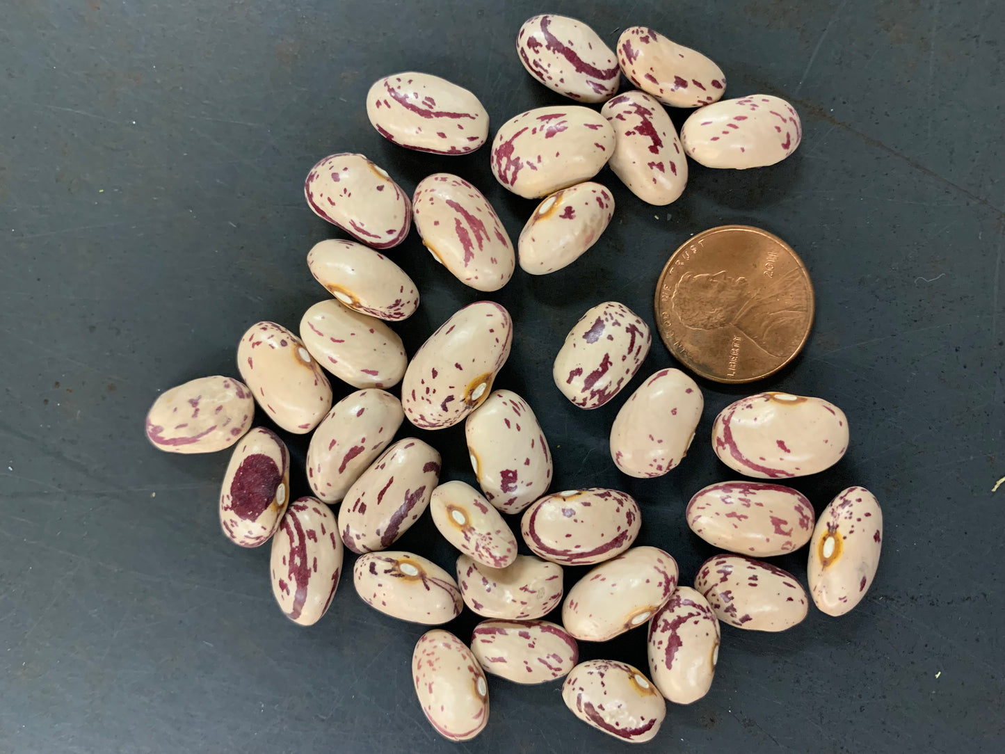 Dwarf Horticultural Shell (Dry) Bean Seeds