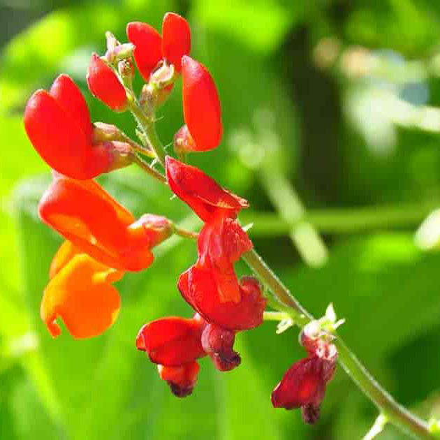 Scarlet Emperor Runner Bean Seeds