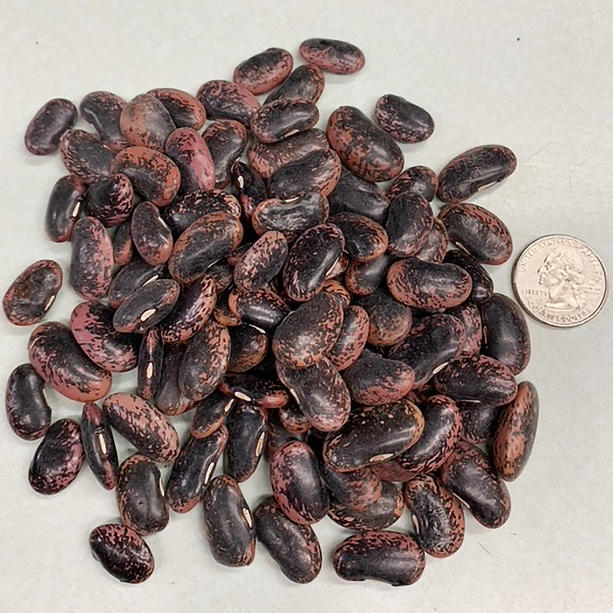 Scarlet Emperor Runner Bean Seeds – Ne Seed