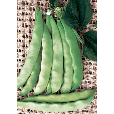 Corallo Italian Green Bush Bean Seeds