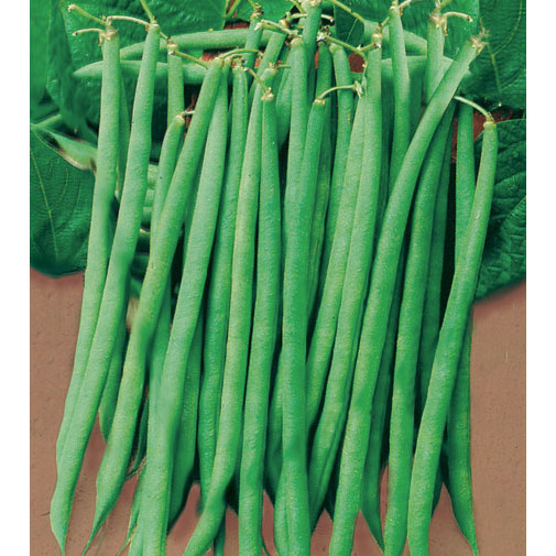 Pregiato Italian Green Bush Bean Seeds – NE SEED