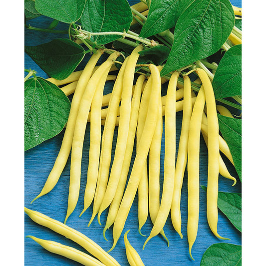 Certified Organic Golden Wax Yellow Bush Bean Seeds